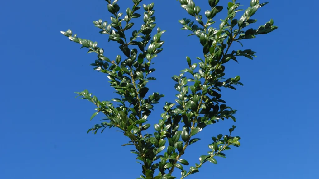 Rameaux De Buis Dimanche Des Rameaux 1024x576